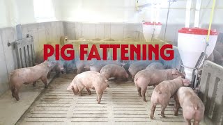 Pig Fattening |Do pigs fed on concentrates make profits Watch this!|