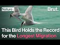 The arctic tern holds the record for the longest migration