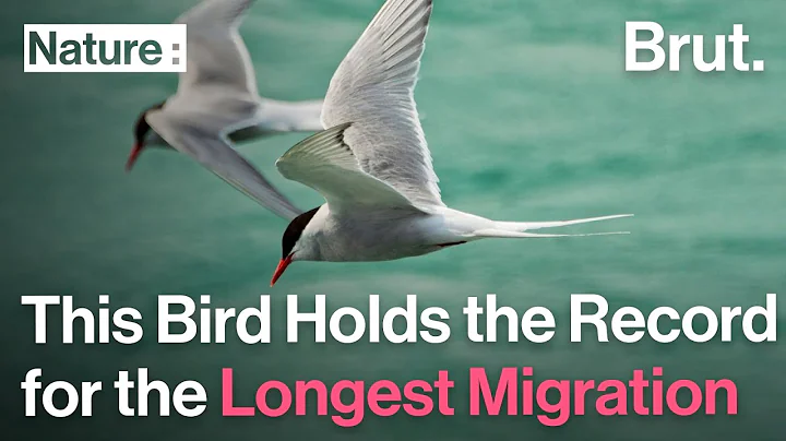 The Arctic Tern Holds the Record for the Longest Migration - DayDayNews