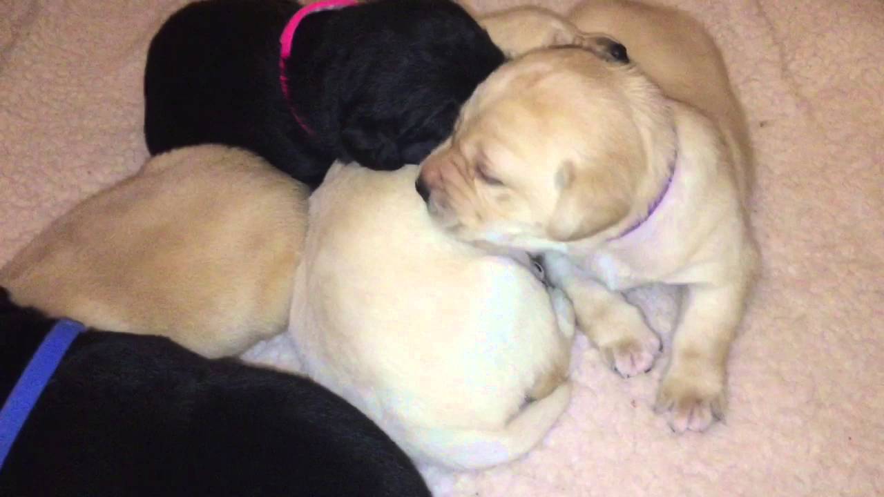 Puppy cleaning YouTube