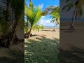 Jungle or Beach