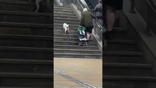 Loyal Dog Waits Patiently for Elderly Owner on Stairs