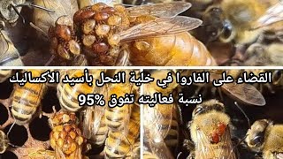 القضاء على الفاروا في خلية النحل بأسيد الأكساليك نسبة فعاليته تفوق %95 | علاج فاروا النحل الجزء 1