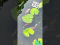 Perfect vibe!!! The Ultimate Slow Motion Afternoon Relax