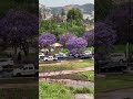 ابها شارع الفن شارع الفن ابها شجر شارع الفن ابها بالربيع