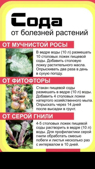 дачные советы огородникам #советы #полезныесоветы #дача #огород - YouTube