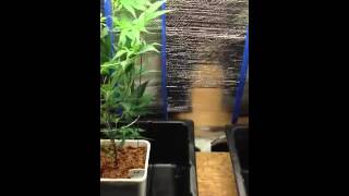 Mr. P update 8 week cycle
