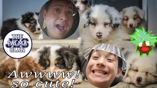 We Opened a Puppy Store! The Palma Clan