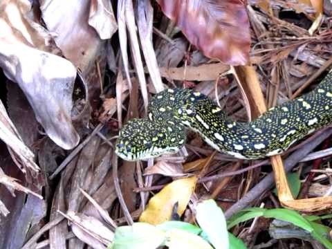Diamond Python Christmas 2012