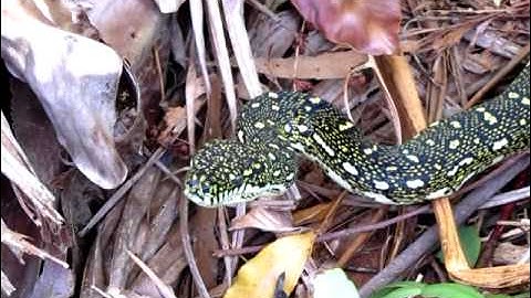 Diamond Python Christmas 2012