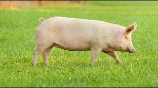 How To: Get Hogs To Slaughter, Timeline, Process DIY