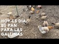 Día de pan para las gallinas y patos