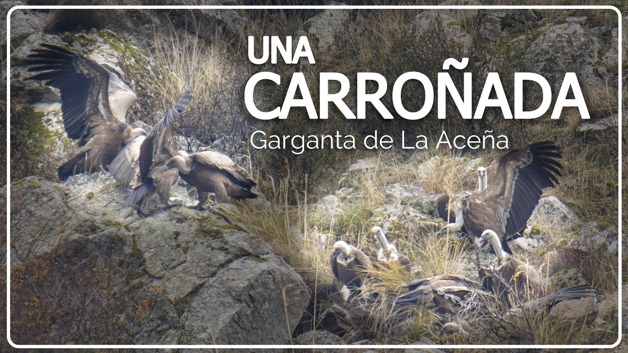 CARROÑADA EN LA ACEÑA 🍖 ¿Cómo funciona?