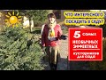 5 НЕОБЫЧНЫХ КУСТАРНИКОВ для САДА и ДАЧИ! Редкие, красивые, эффектные! Изюминки для сада!