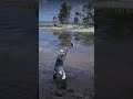 Man vs Crocodile in Lake – Brave Archer Saves His Life! RDR2#shorts #rdr2 #gaming