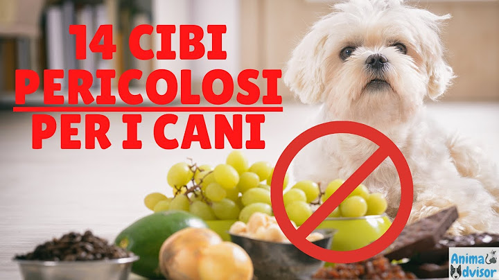 Cosa Non Può Mangiare il Cane: Tutti i Cibi Vietati