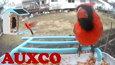 AUXCO Smart Bird Feeder Bird Capture Videos