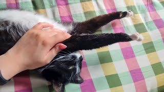 Relaxing Together With A Texudo Cat