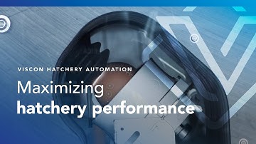 Viscon Hatchery Automation - Maximizing hatchery performance