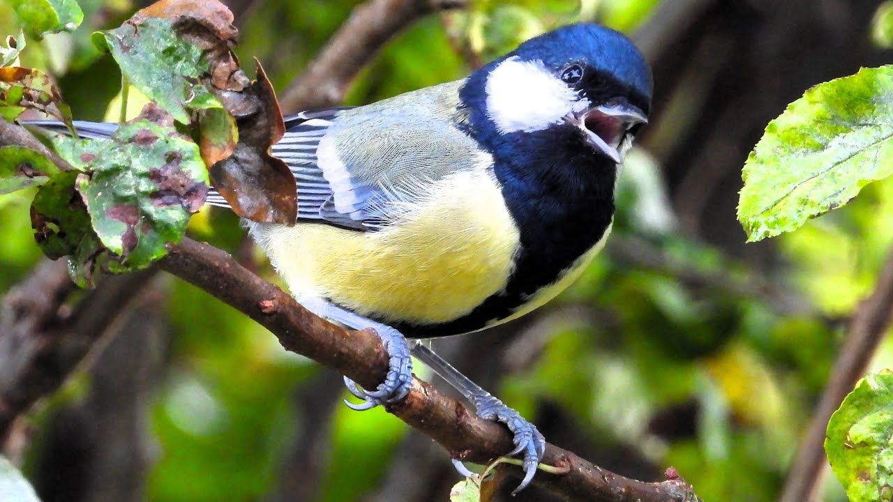 Beautiful Great Tit Call Captured in Nature. (Parus major)