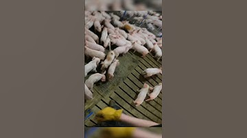 Pulling Adorable Piglets