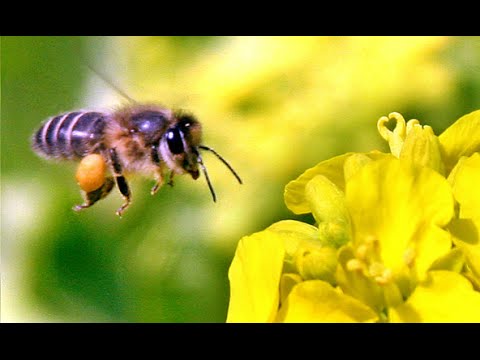 Bee collecting flower pollen - YouTube