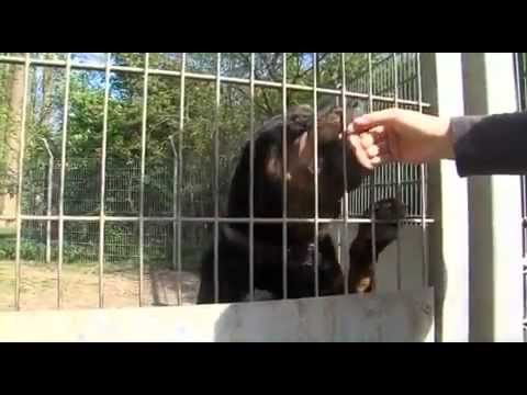 Tierquälerei durch Tiermessi /