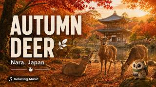 Nara Park Deer in Autumn｜Relaxing Japan Travel Music｜Focus LoFi｜Peaceful Park Ambience screenshot 2