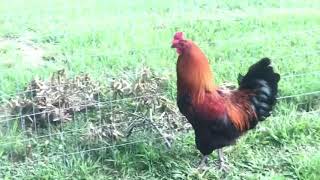 Update on 2020 black copper marans breeding flock