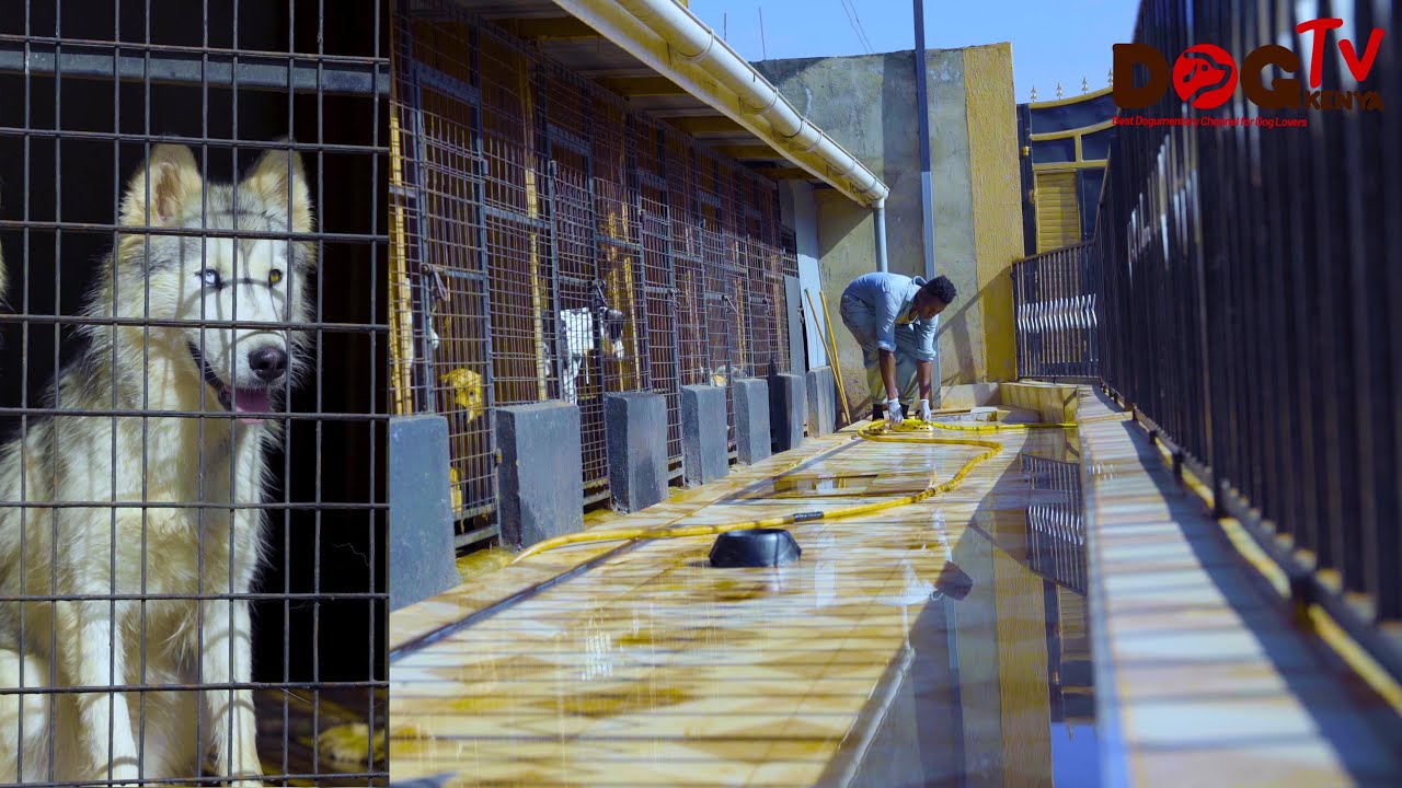 THE DAILLY LIFE OF A DOG BREEDER WITH BEAUTIFUL CHINESE CHOWCHOW,HUSKIES,CAUCACIAN ETC @NAFF KENNEL