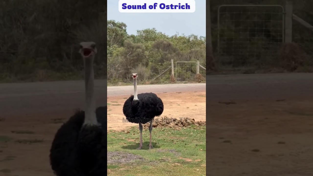 What Sound Does an Ostrich Make? 🐦 | Animal Sounds for Kids | MiniMinds Kids TV 