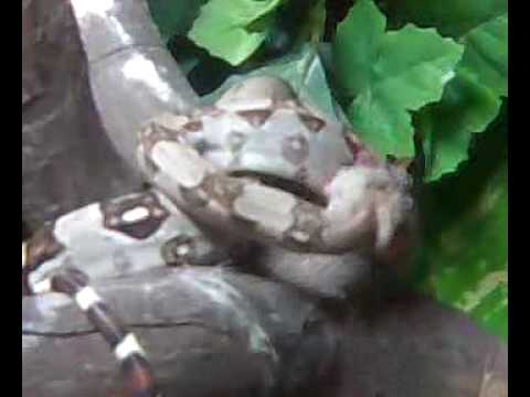 boardgamegeek red tailed boa eats a baby rat