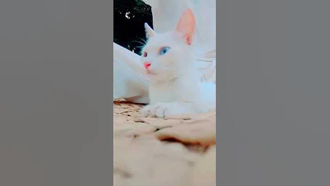 Watch the video about How_Cute_That_is #amazing #cat #happycats #catlover #talkingcats #mycat #white #russian #cats