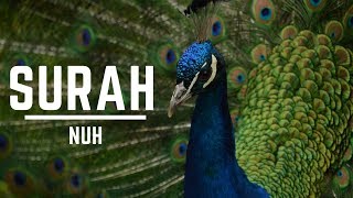 Amazing Quran Recitation Really Emotional Voice || Surah Nuh || by Abu Usamah Syamsul Hadi