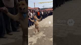 Köpek Halay Başı Oluyor