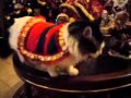 Michita the kitty wears christmas costume
