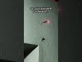 Lizard Playing with a Danger Light 😲 | Amazing & Funny Moment