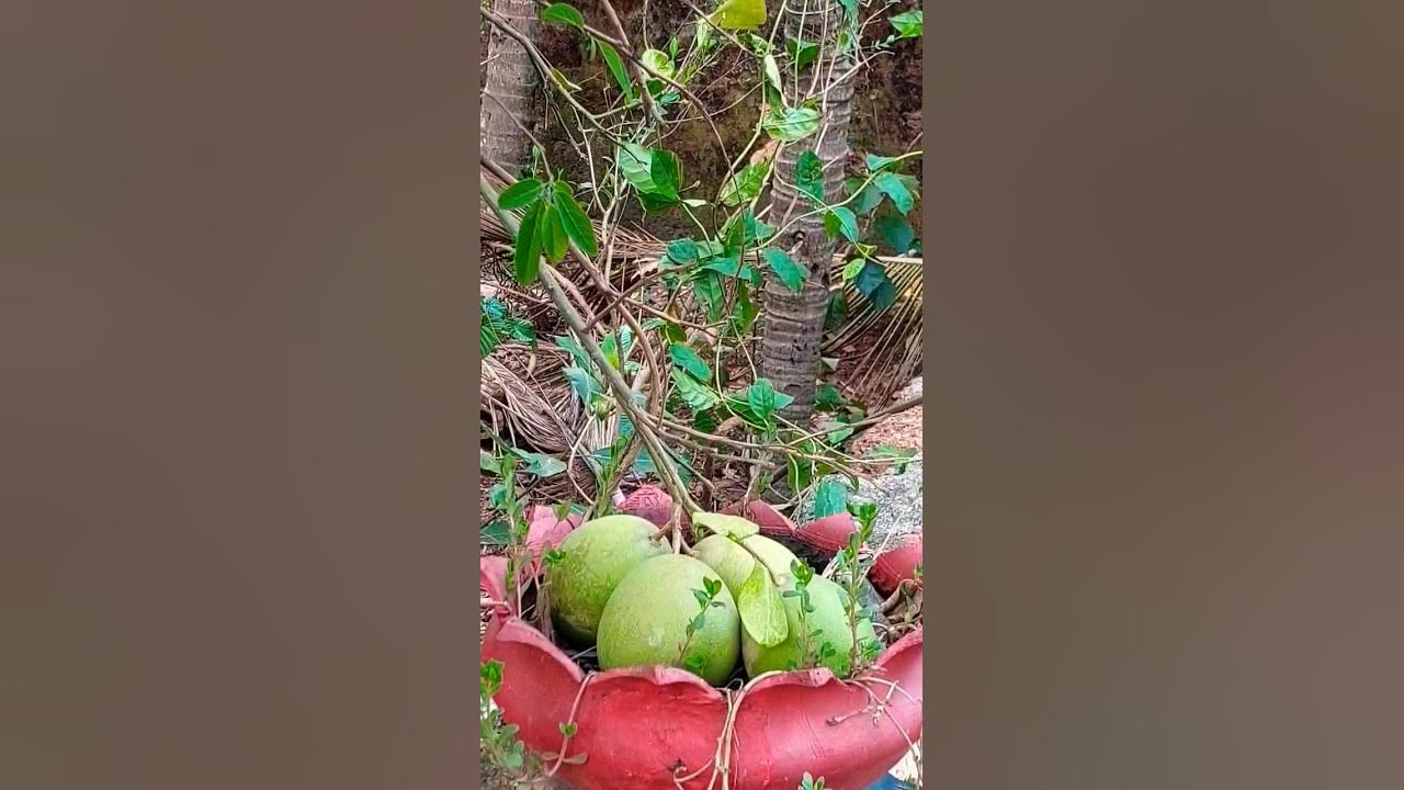 neermathalam/grape fruit/lemon/citrus/fruit/kerala/india YouTube