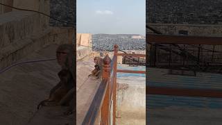 monkey 🐒#dialogue #Naganda Fort #blogger #travelvlog #shorts