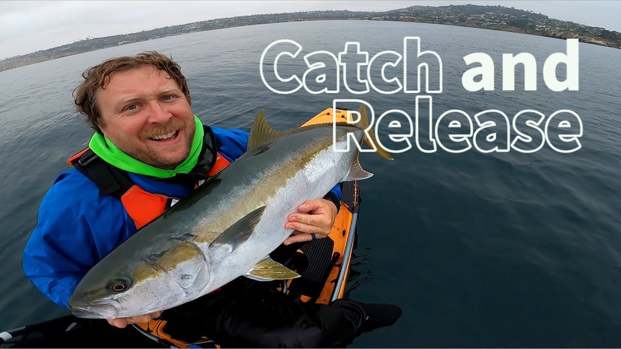 Releasing a Powerful 35 Pound Yellowtail YouTube