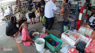 ตลาดปลาสวยงาม วันพุธ เจเจ