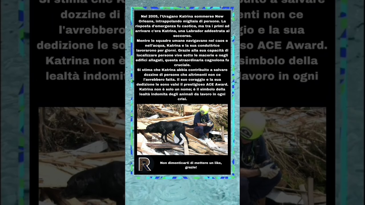 Katrina: L'Istinto Che Ha Sconfitto Il Caos