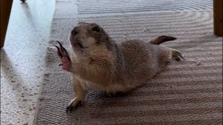 Poppy the Prairie Dog Birthday Livestream 🥳❤️