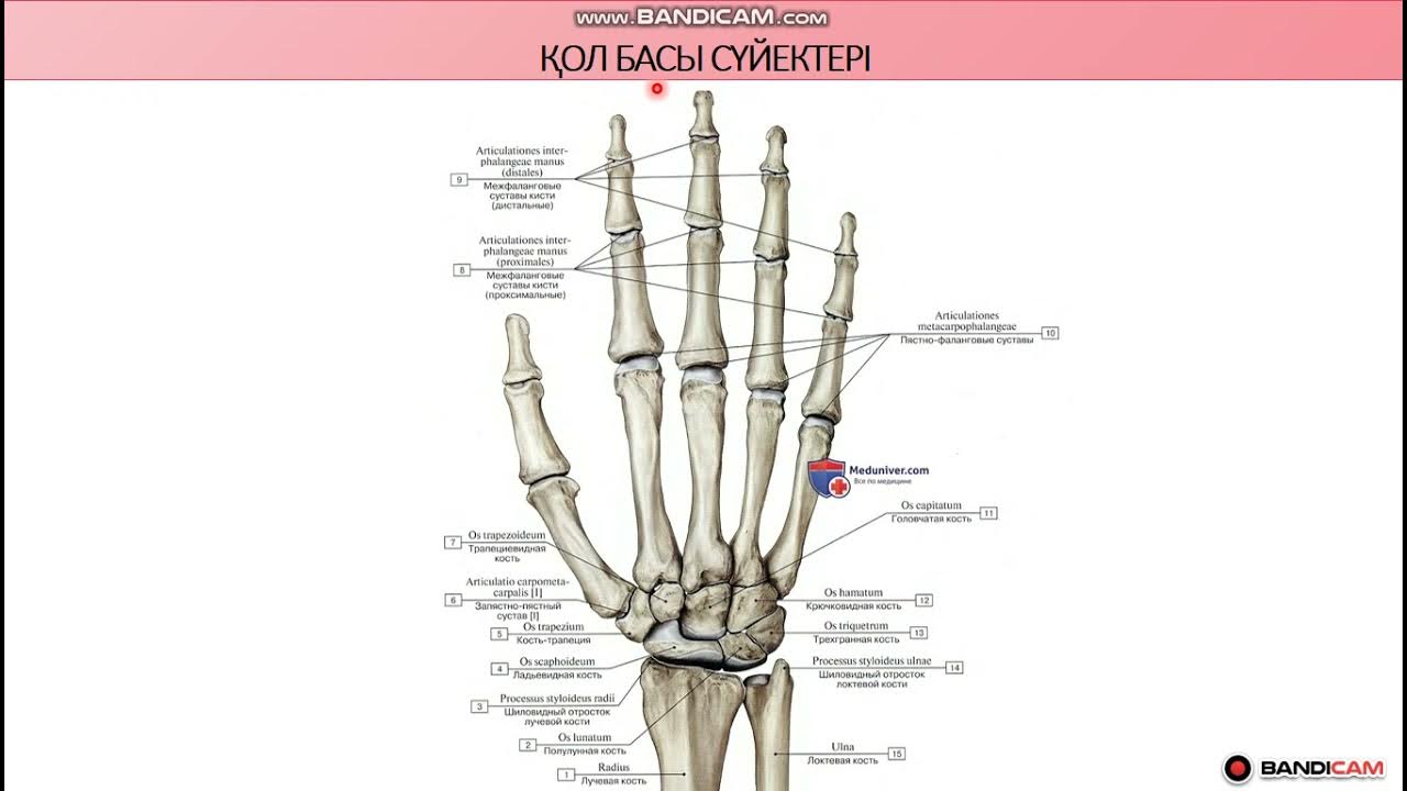 Бұрынғы порно актрисалардың бейнелері