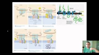 Post-Translational Protein Modification