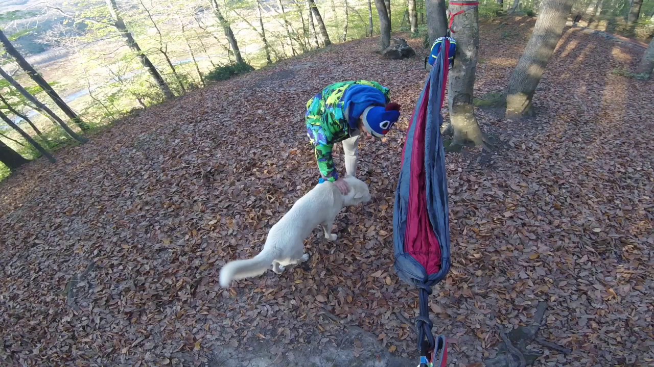 Belgrad Ormanı Wolfdog  Camping