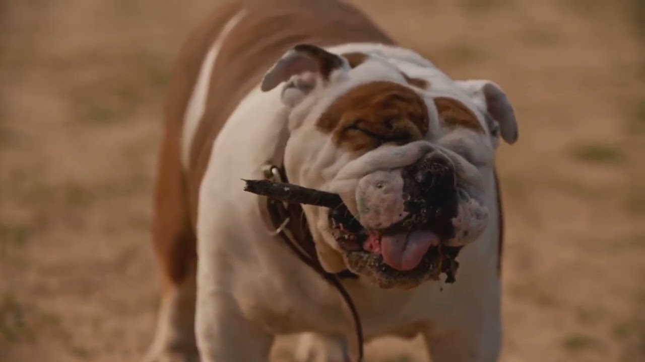 Top 10 Most Loved Dog Breeds Worldwide