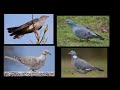 Fågelsång Lektion 11: Gök, skogsduva, turkduva och ringduva (P1 Naturmorgon)