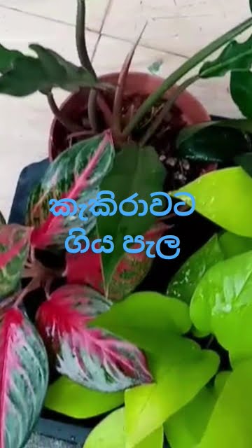 පැල ගත්ත මිස්ට ගොඩක් ස්තුතියි - YouTube