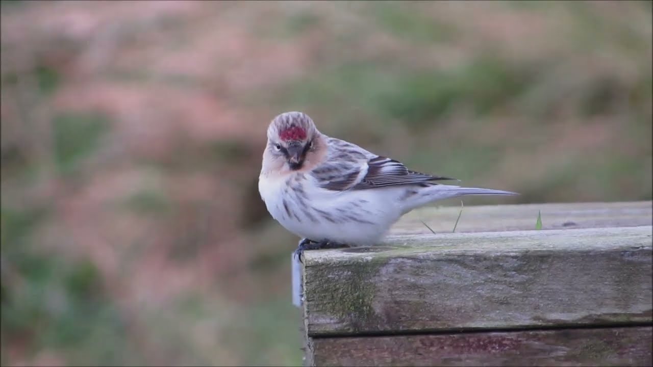 Hornemann's Arctic Redpoll. 6/10/2022 